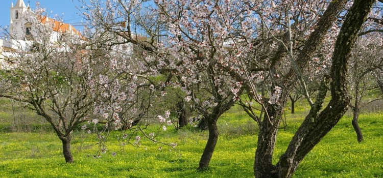 Traditional Agricultural Products Traditional Agricultural Products